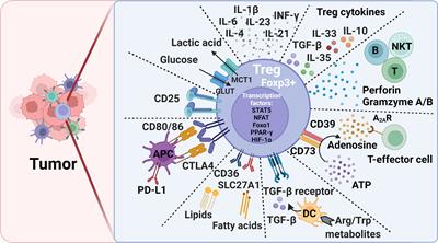 Functional Diversities of Regulatory T Cells in the Context of Cancer Immunotherapy